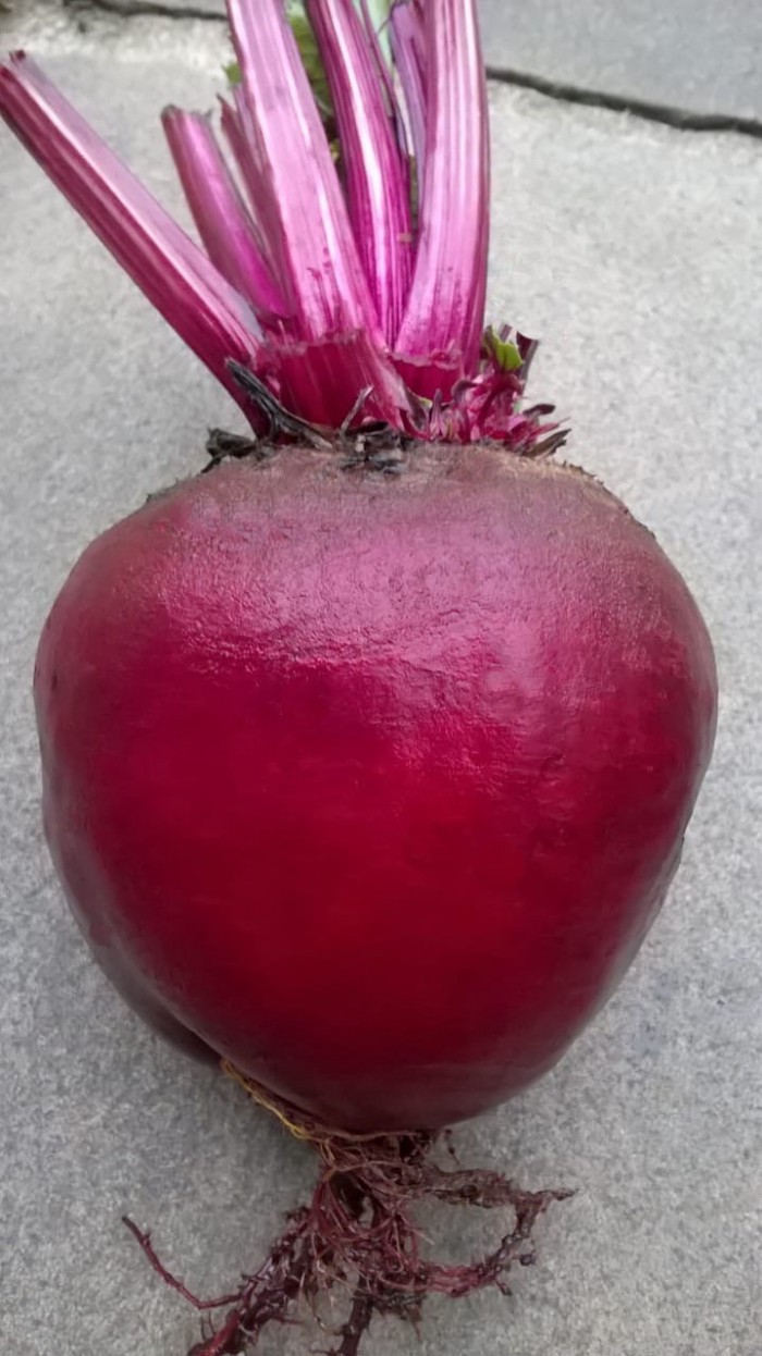 SEMENTE BETERRABA HIBRIDA BETANA SEMENTE BETERRABA HIBRIDA BETANA